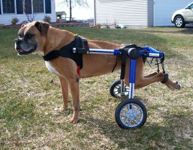 Displàsia de maluc - Gossos paraplègics i tetraplègics