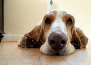 Diabetes bei Hunden: Ursachen, Symptome, Behandlung - All About Dogs