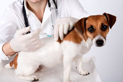 子犬の予防接種とワクチン接種スケジュール